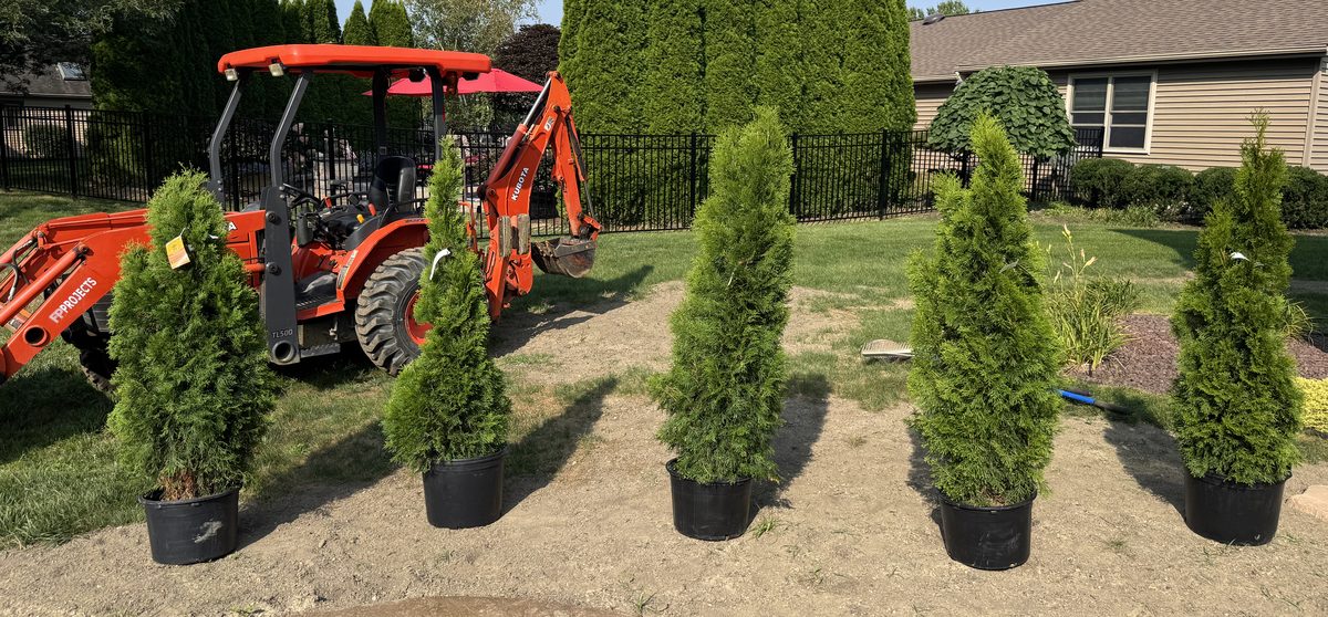 Row of arborvitae ready for planting with an FP Projects tractor behind